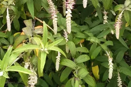 Comanthosphace dependens (Rostrinucula dependens)