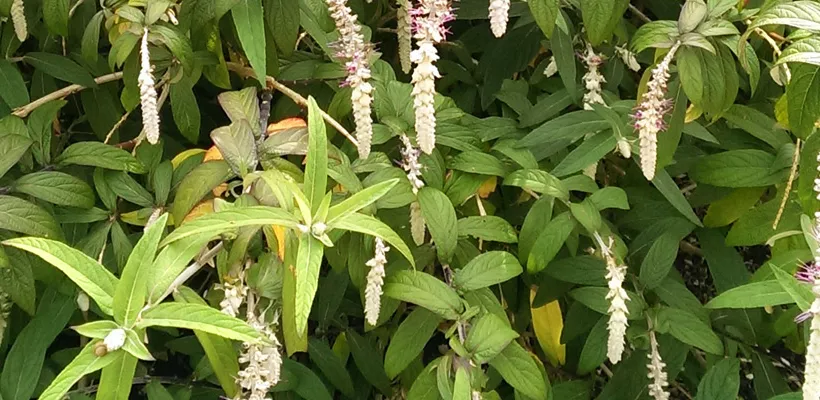 Comanthosphace dependens (Rostrinucula dependens)