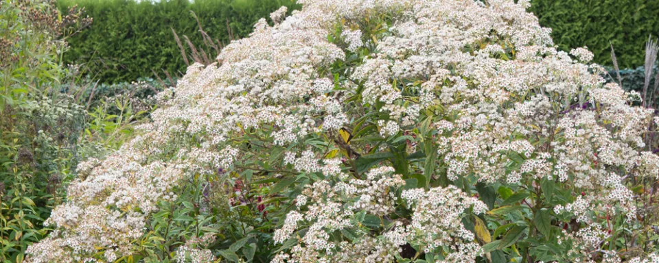 Afbeelding Aster glehnii ‘Agleni’