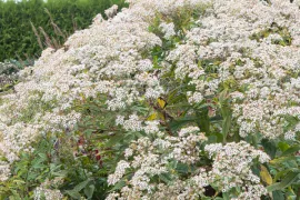 Aster glehnii ‘Agleni’