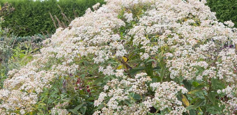 Aster glehnii ‘Agleni’
