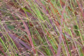 Panicum virgatum ‘Shenandoa’
