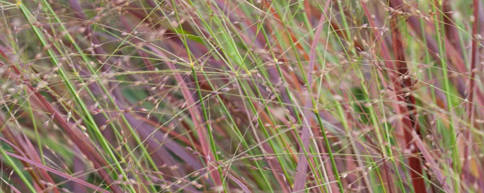 Afbeelding Panicum virgatum ‘Shenandoa’