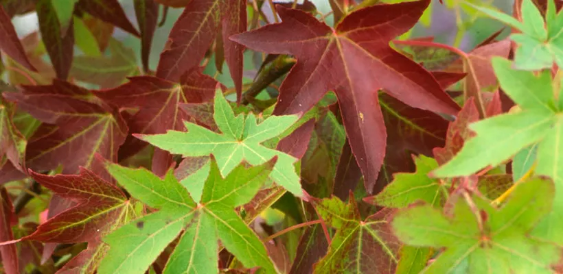 Liquidambar styraciflua