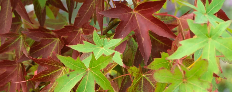 Afbeelding Liquidambar styraciflua