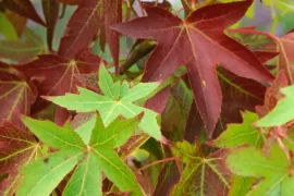 Liquidambar styraciflua