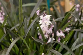 Ophiopogon planiscapus