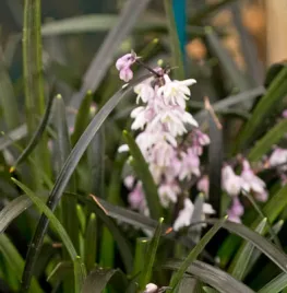 Ophiopogon planiscapus