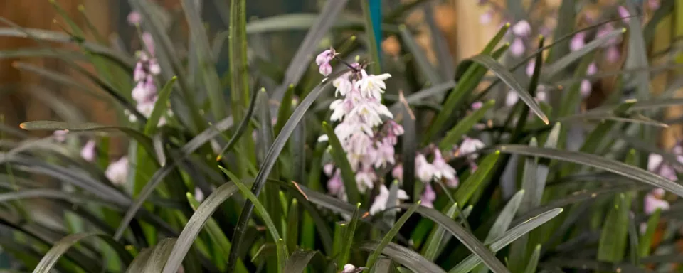 Afbeelding Ophiopogon planiscapus