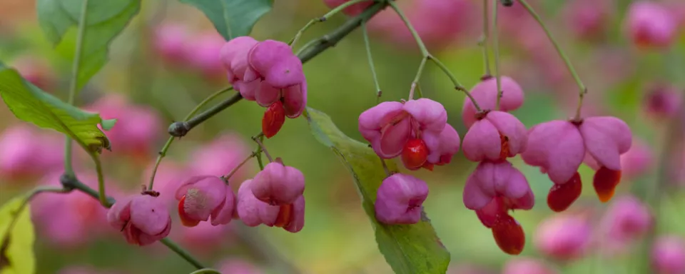 Afbeelding Euonymus hamiltonianus