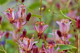 Tricyrtis formosana ‘Dark Beauty’