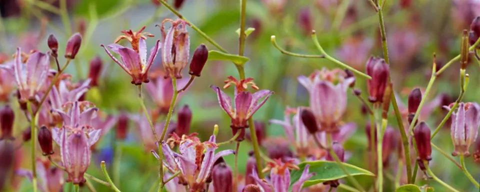Afbeelding Tricyrtis formosana ‘Dark Beauty’