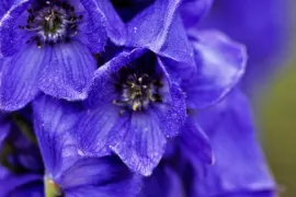 Aconitum carmichaelii ‘Barker’s Variety’