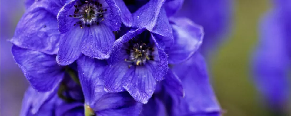 Afbeelding Aconitum carmichaelii ‘Barker’s Variety’
