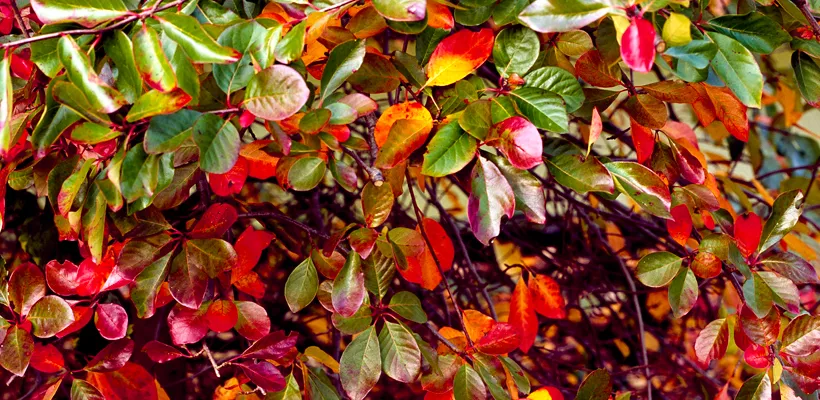Nyssa sylvatica