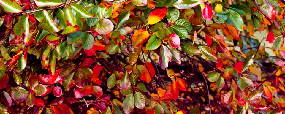 Afbeelding Nyssa sylvatica