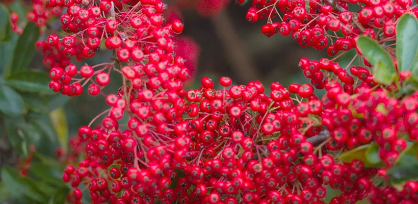 Pyracantha coccinea ‘Red Column’