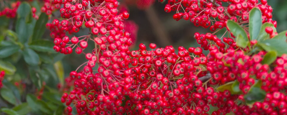 Afbeelding Pyracantha coccinea ‘Red Column’