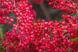 Pyracantha coccinea ‘Red Column’