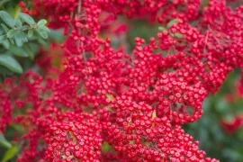 Vuurdoorn snoeien en leiden