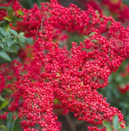 Vuurdoorn snoeien en leiden
