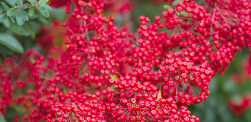 Vuurdoorn snoeien en leiden