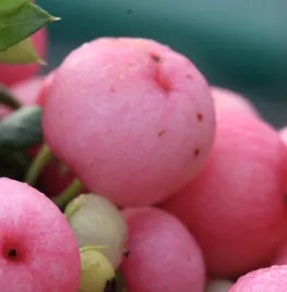 Gaultheria mucronata Syn. Pernettya mucronata