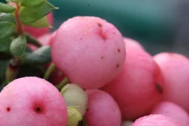 Gaultheria mucronata Syn. Pernettya mucronata