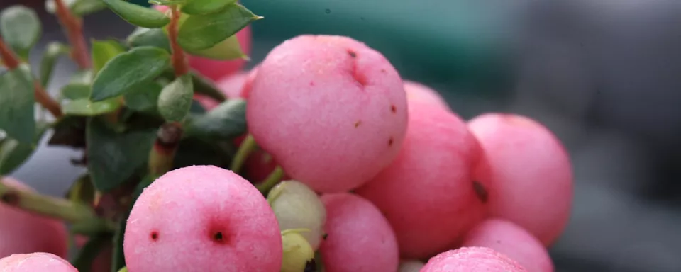 Afbeelding Gaultheria mucronata Syn. Pernettya mucronata