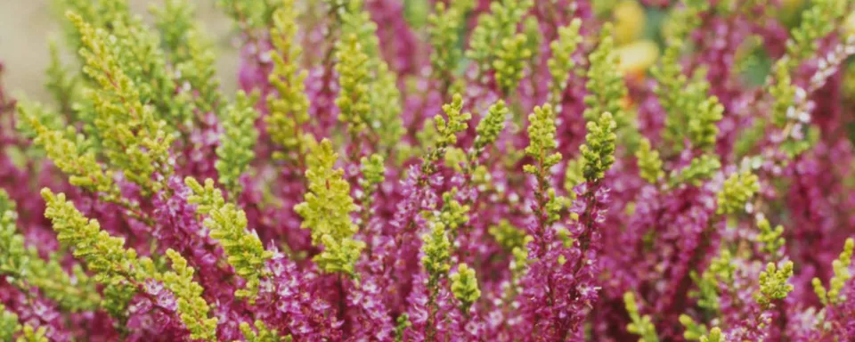 Afbeelding Calluna vulgaris