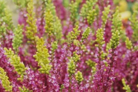 Calluna vulgaris