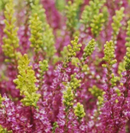 Calluna vulgaris