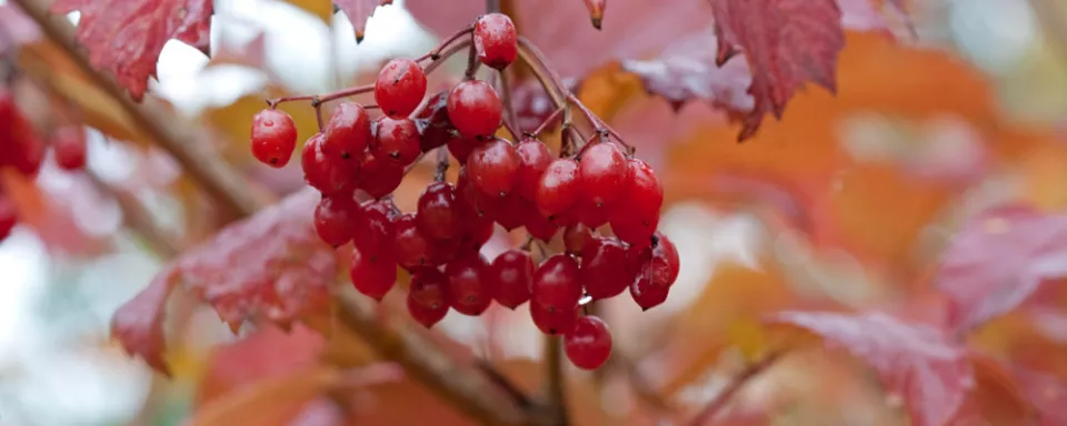 Afbeelding Viburnum opulus