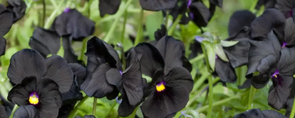 Afbeelding Viola (Cornuta-groep) ‘Molly Sanderson’