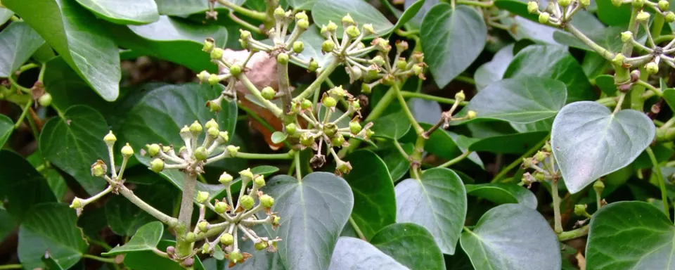 Afbeelding Hedera hibernica ‘Arbori Compact’