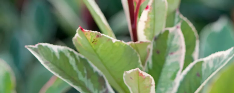 Afbeelding Photinia x fraseri ‘Cassini’ (PINK MARBLE)