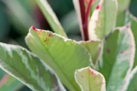 Photinia x fraseri ‘Cassini’ (PINK MARBLE)
