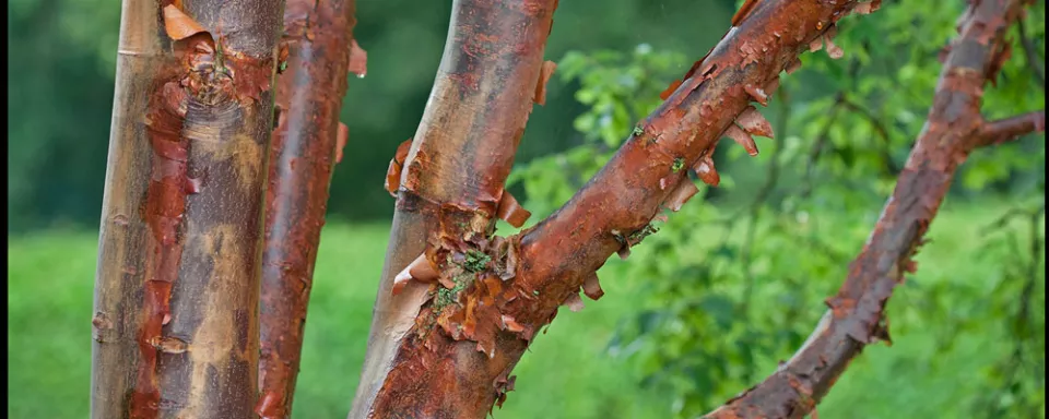 Afbeelding Acer griseum
