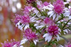 Aster lateriflorus ‘Prince’