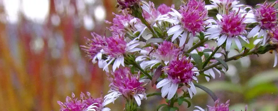 Afbeelding Aster lateriflorus ‘Prince’