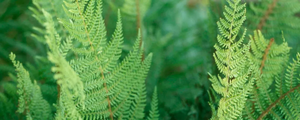 Afbeelding Polystichum setiferum
