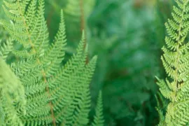Polystichum setiferum