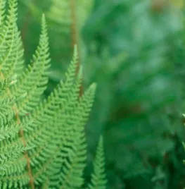 Polystichum setiferum
