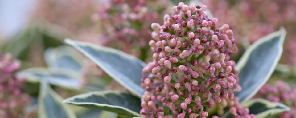Afbeelding Skimmia japonica ‘Magic Marlot’