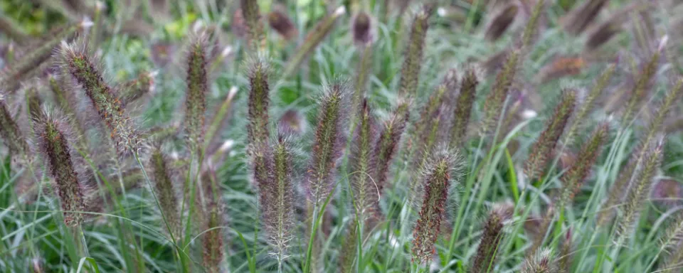 Afbeelding Pennisetum alopecuroides ‘National Arboretum’