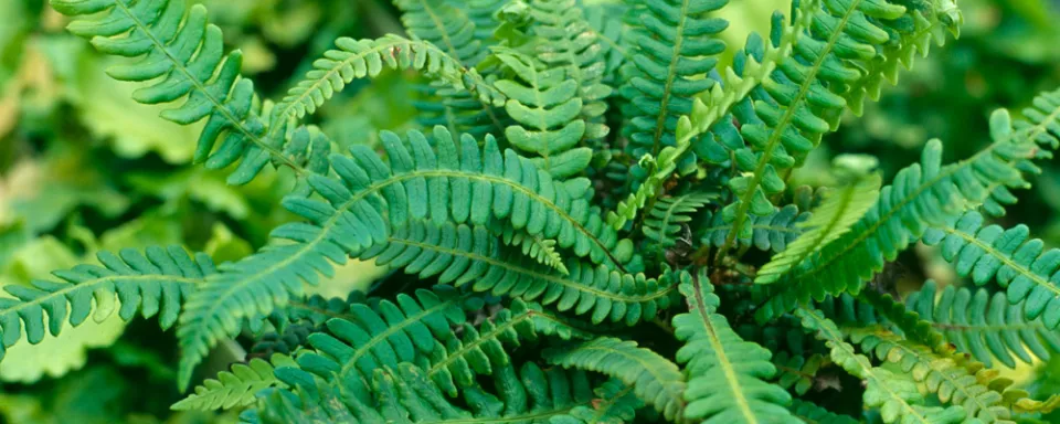 Afbeelding Blechnum spicant