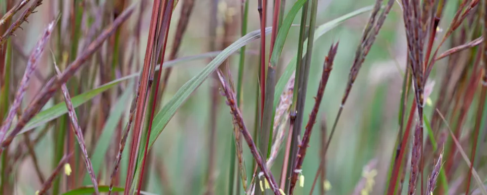Afbeelding Andropogon gerardii