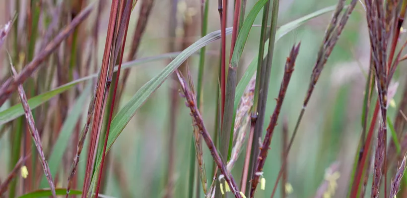 Andropogon gerardii