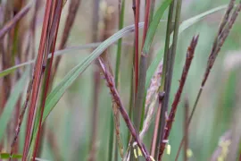 Andropogon gerardii