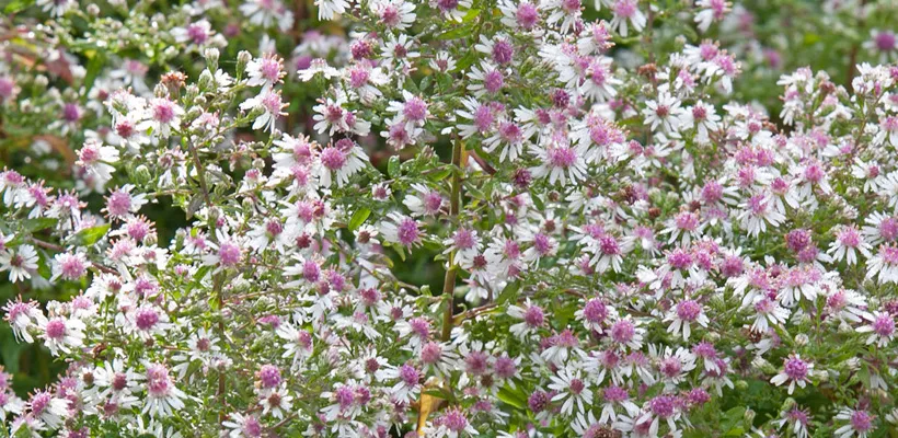 Aster lateriflorus